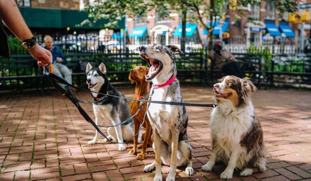 Saints Dogs Rock