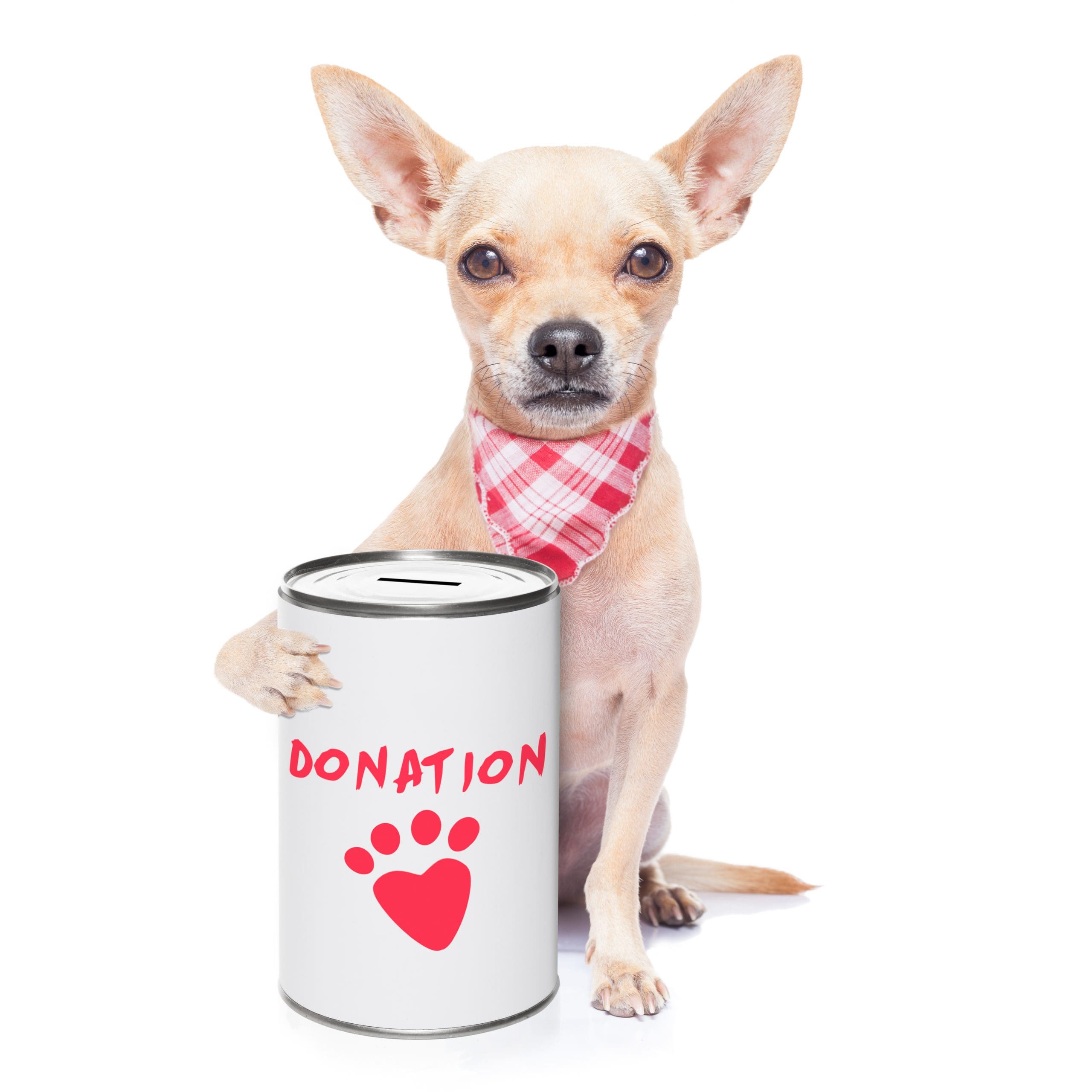chihuahua dog with a donation can , collecting money for  charity, isolated on white background