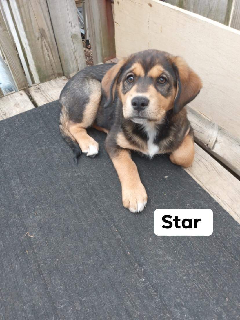 Star is looking for a loving home!