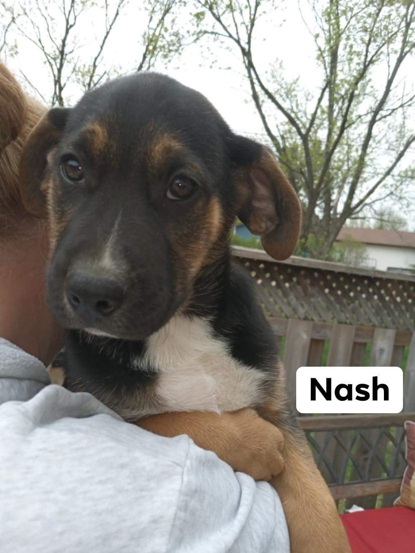 Nash is patiently waiting for you!