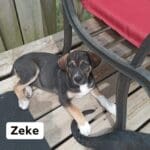Zeke is available for adoption!