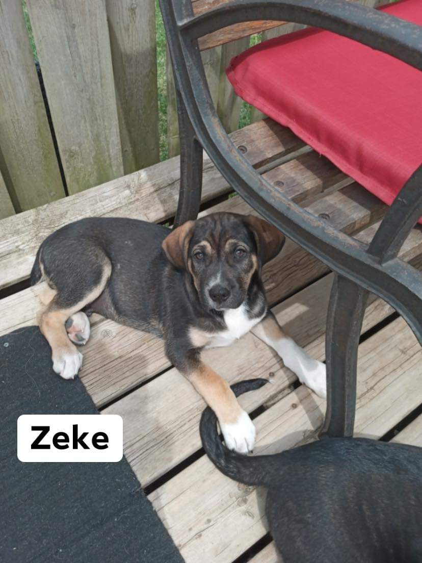 Zeke is available for adoption!