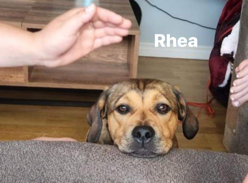 Rhea is available for adoption!