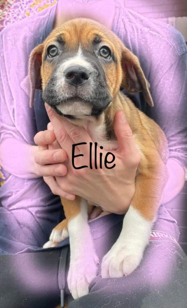 Adopt Ellie today!