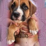 Sweet Callie is looking for her forever pack!
