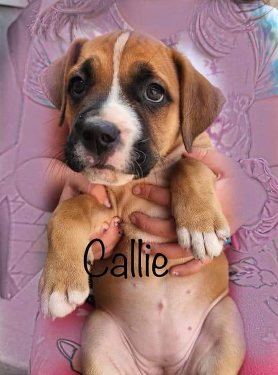 Sweet Callie is looking for her forever pack!