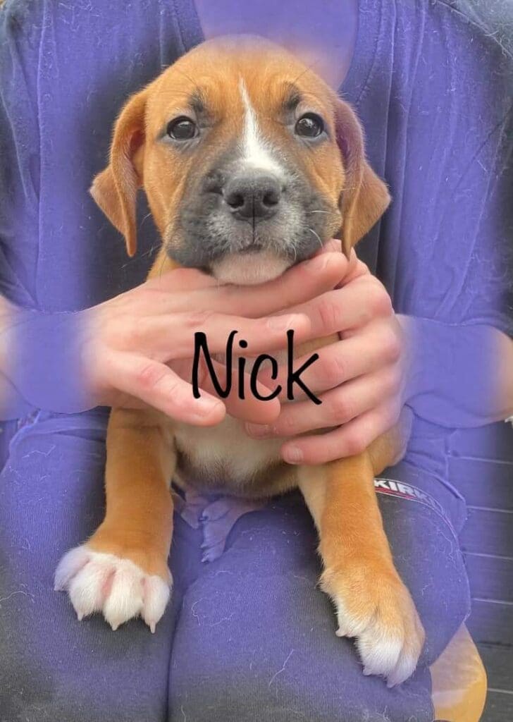 Nick is ready for adoption!