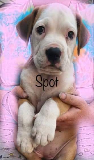 Spot is looking for his people!