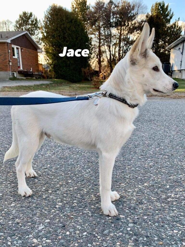 Jace is available for adoption!