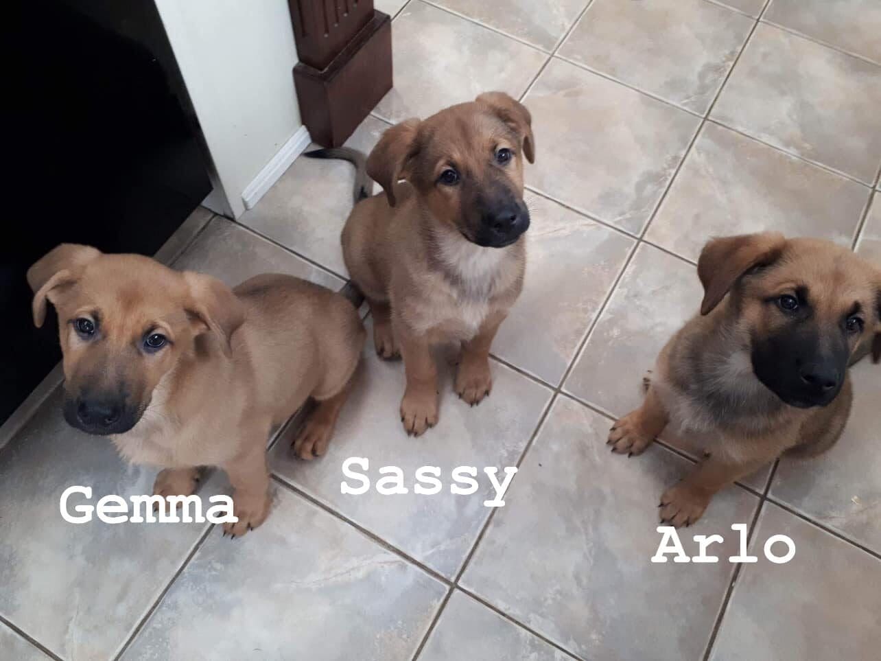 Arlo, Gemma & Sassy need their FOREVER home!